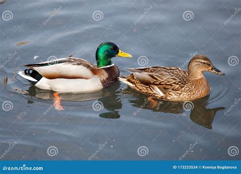 Mallard Duck Drake and Duck Couple Stock Photo - Image of outdoor, lake: 173223534