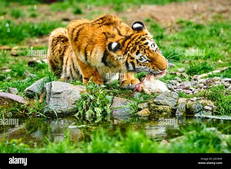 Tiger cub eating hi-res stock photography and images - Alamy