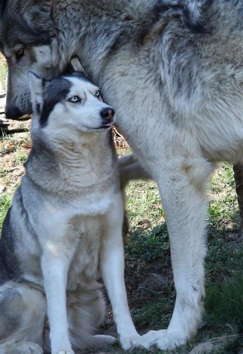 A husky next to a wolf : r/pics