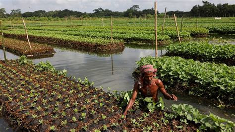 PHOTOS: Bangladesh farmers revive unique floating farms | Hindustan Times