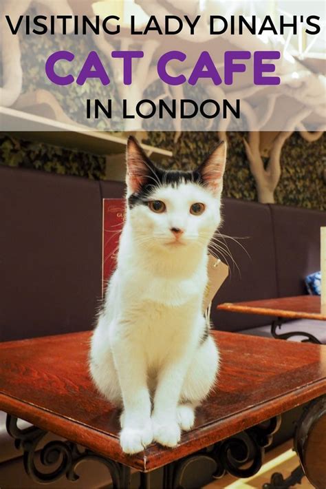 A Purrfect Afternoon Tea at London's First Cat Cafe | Cat cafe, Cats, London