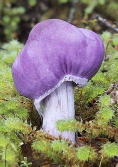 100 Purple mushroom ideas | stuffed mushrooms, mushroom fungi, magical mushrooms