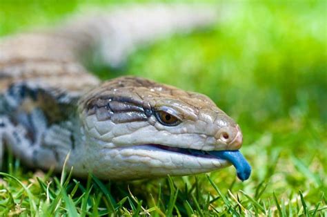 Blue Tongue Skink Lizard Care