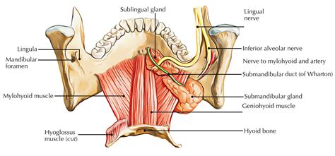 Mylohyoid Muscle (Mylohyoideus Muscle) – Earth's Lab