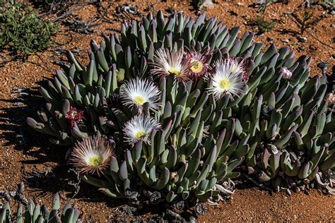 Succulent Karoo blooming - 1 Photograph by Claudio Maioli - Fine Art ...