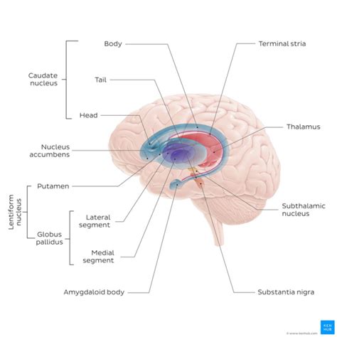 Anatomy Of Basal Ganglia Brain Anatomy Basal Ganglia Anatomy Basal ...