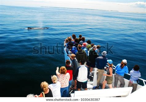 58 Whale Watch Provincetown Images, Stock Photos & Vectors | Shutterstock