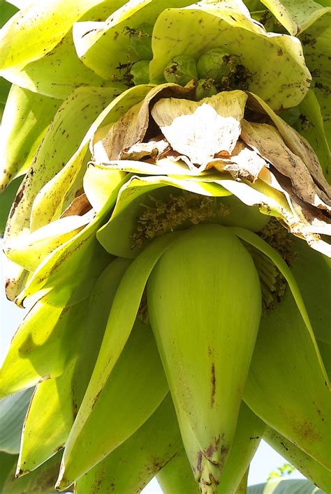 Ensete glaucum 091112-0541 - a photo on Flickriver