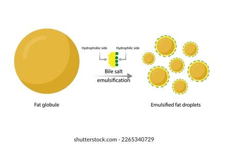 Fat Emulsification Fat Molecules Lipid Droplets Stock Vector (Royalty ...