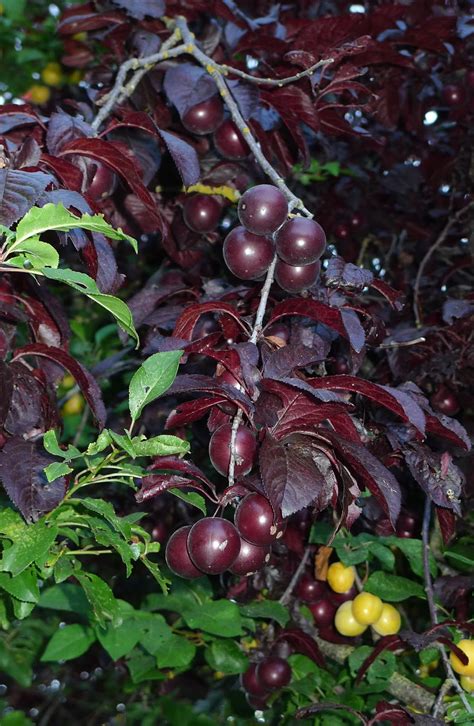 Wild Harvests: Cherry Plum- an early plum gone wild