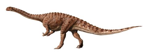 Massospondylus | Paleontology World