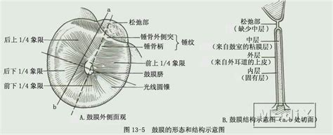 鼓膜的形态和结构示意图