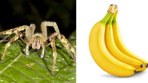 BIZARRE: Deadly spider found in grocery store bananas - ABC7 Los Angeles