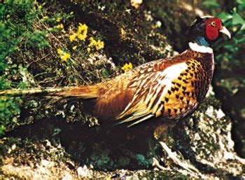 Pheasant | Game Bird, Habitat & Diet | Britannica