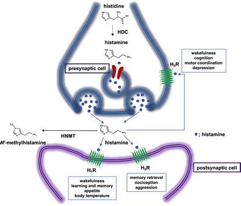 Histaminergic neurons in the tuberomammillary nucleus as a control centre for wakefulness ...