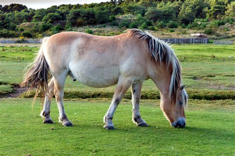 Fjord Horse Breed Guide: Characteristics, Health & Nutrition | Mad Barn