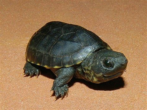 Musk Turtle as Pets: Ultimate Guide to Caring for Common Musk Turtles - Animal Hype