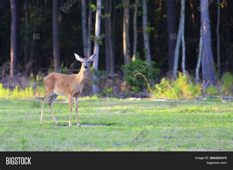 Whitetail Deer Doe Image & Photo (Free Trial) | Bigstock