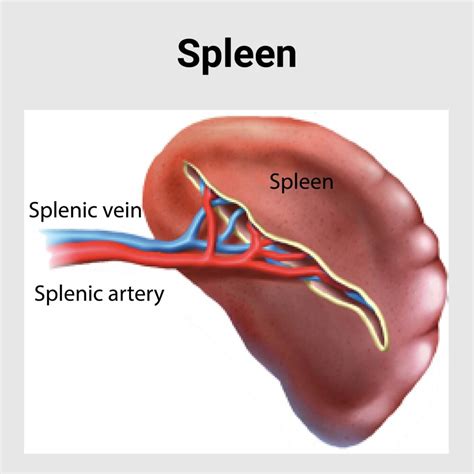 Spleen Diseases - Best Gastroenterology Hospital in India