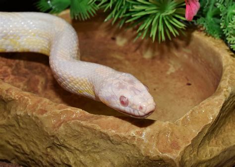 Albino Snakes - Unique Snake Pet [In-depth Brief] - PetShoper