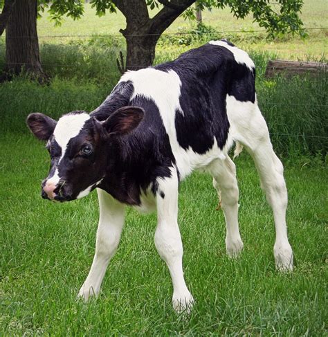 Calf,holstein,livestock,dairy,bovine - free image from needpix.com