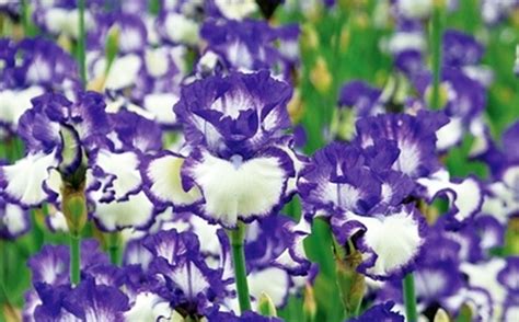 FREE Schreiner’s Gardens Iris Catalog | Free Stuff Finder