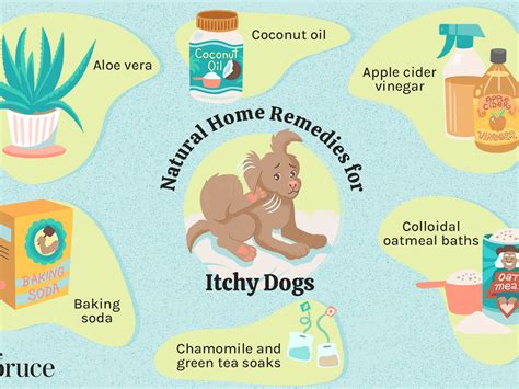 How Do You Treat A Dog With Eczema