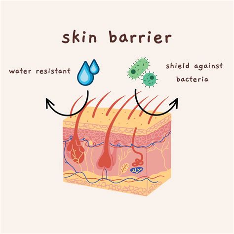 What Happens When The Skin Barrier Is Damaged? | Kinnu