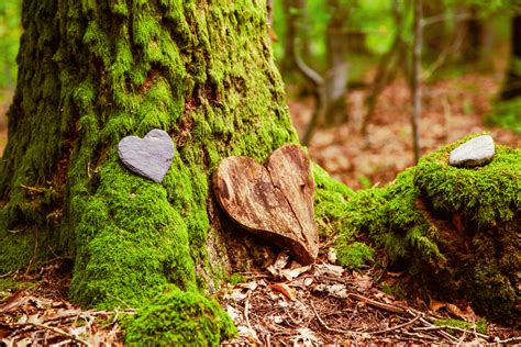 Honoring the Dearly Departed: The Best Memorial Trees Explained