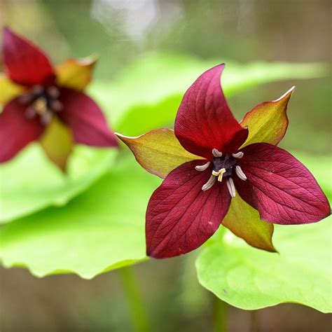 Red Trillium erectum, Wake Robin | American Meadows