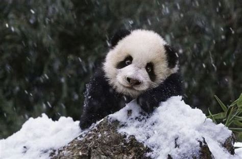 Adorable Panda Family Has Fun in the First Snow (9 pics) - Izismile.com