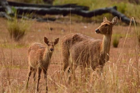 Common deer species in India - GEOGRAPHY HOST