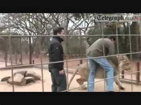 Top 10 Lion attacks on human | The iSH 24/7