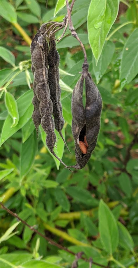 Groundbreaking Roots: Pigeon Pea Fertility