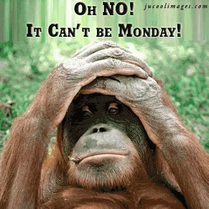 Monday feeling ;) | Montag humor, Affenbilder, Lustige guten morgen sprüche