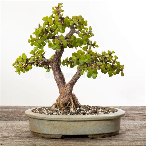 Jade Tree Bonsai Care Ultimate Guide