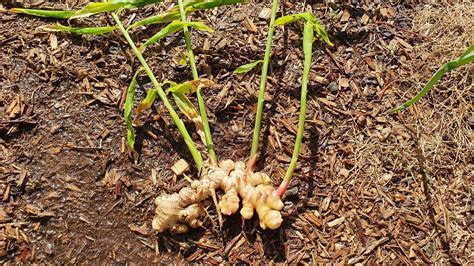 Growing and harvesting ginger – The Veggie Lady