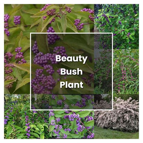 How to Grow Beauty Bush Plant - Plant Care & Tips | NorwichGardener