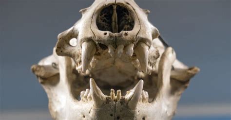 Sea Lion Teeth: Everything You Need to Know - A-Z Animals