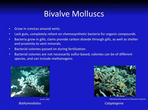 PPT - Hydrothermal Vents I: Chemoautotrophs PowerPoint Presentation, free download - ID:1539616