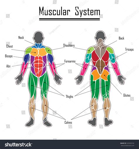 Human Body Muscles Different Colors Text Stock Vector (Royalty Free) 529930192 | Shutterstock