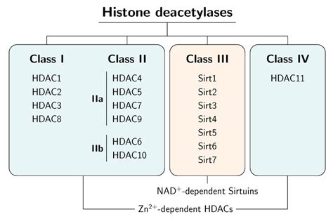 Overview of histone deacetylase classes. | Download Scientific Diagram