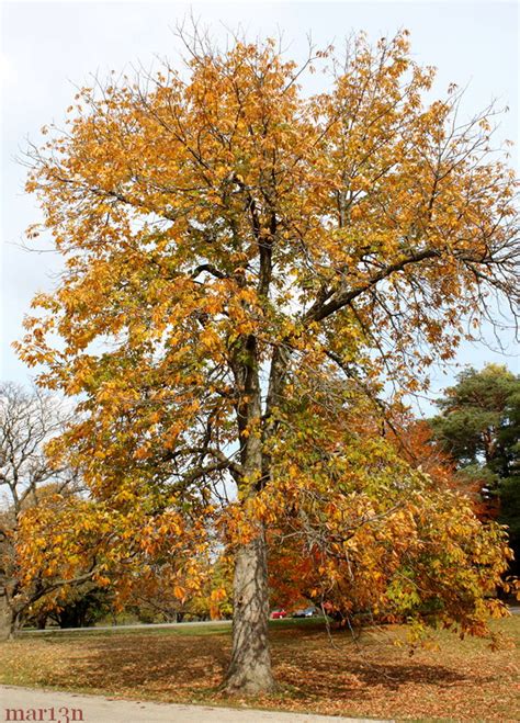 Yellow Buckeye - Aesculus flava