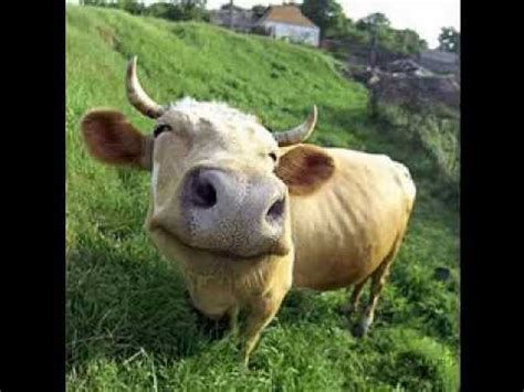 Very Funny cow pictures gallery - YouTube