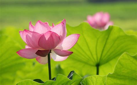 Zen Lotus Flower Pink Wallpapers - Top Free Zen Lotus Flower Pink Backgrounds - WallpaperAccess