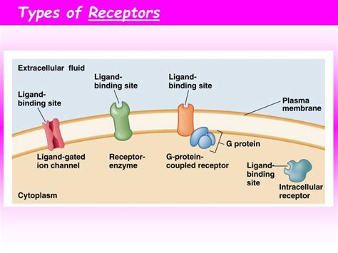 PPT - Hormones and Cell Signaling PowerPoint Presentation - ID:405011