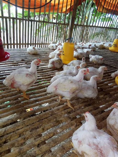 analisa usaha ternak ayam broiler 100 ekor