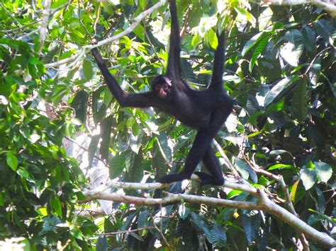 Peruvian spider monkeys: An endangered species that has found refuge in Tambopata