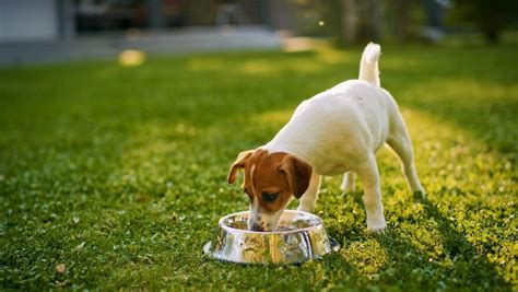 Nature’s Logic Dog Food Reviewed - Veterinarians.org