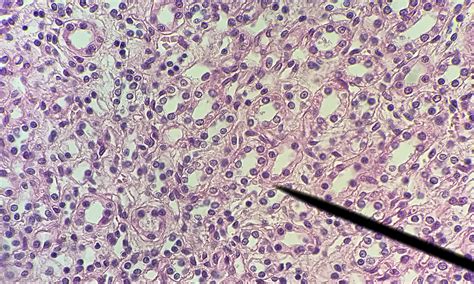 Cuboidal Epithelium Under Microscope